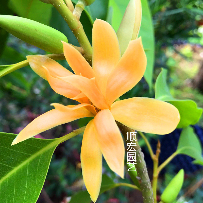 特价白兰花盆栽_白兰花盆栽★黄桷兰★十里飘香白兰花苗香味独特白