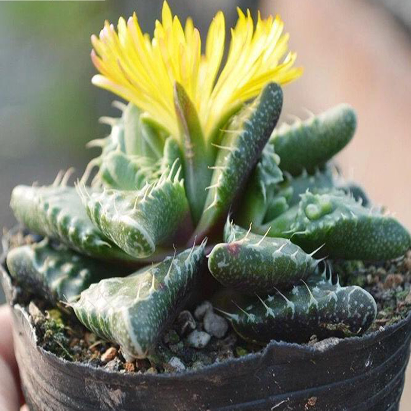 花田坊 四海波 银边鳄鱼嘴怒涛多肉植物组合盆栽绿植花卉防辐射