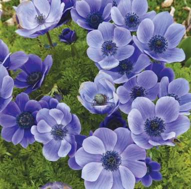 现货 荷兰进口银莲花 多选