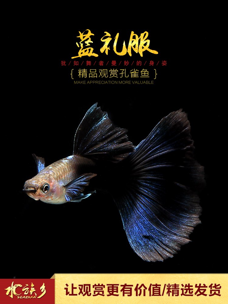 一折冰蓝孔雀鱼_[水族乡]蓝礼服 台湾纯种精品热带孔雀鱼冰蓝礼服小型