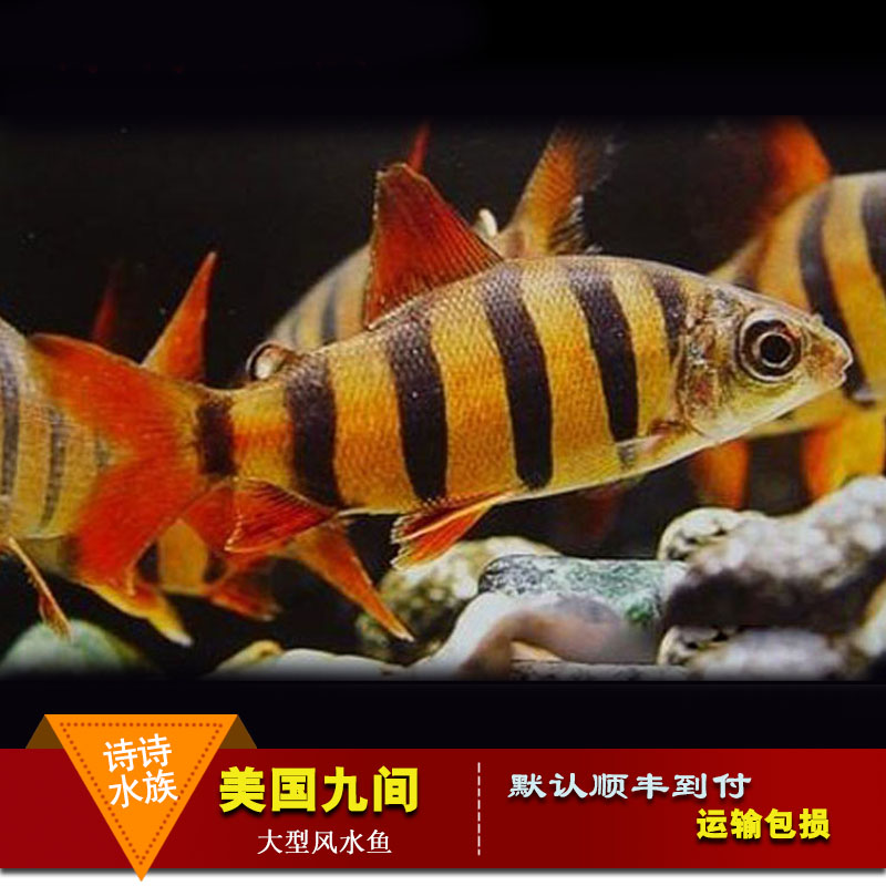 鲨鱼活体 观赏鱼_热带观赏鱼美国九间鱼鱼龙鱼配鱼九间鲨鱼黑九间鱼