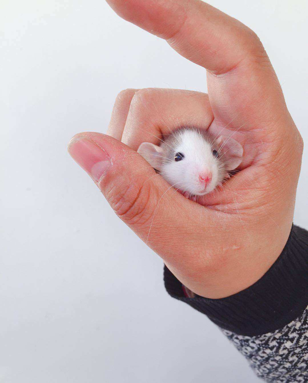 热销活物_哈士奇成年巨型花枝鼠活体活物宝宝俄蓝花枝鼠花枝鼠笼子