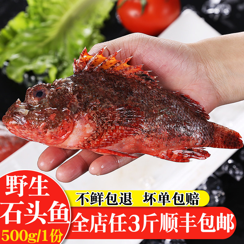 天然小白姑鱼新鲜小石头鱼鱼湛江海鲜白米鱼南海小
