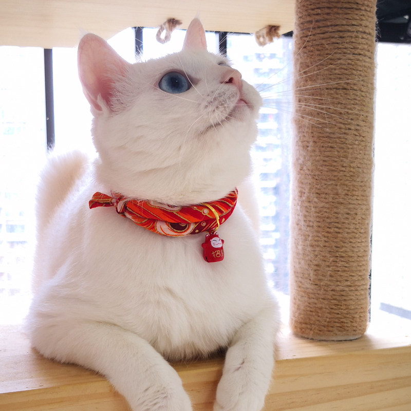 日本和风项圈猫圈宠物猫牌带铃铛小幼猫除蚤除跳蚤防虱子猫咪用品