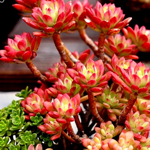 一折稚有权_胭脂莲 红稚莲 e家小屋 精美绿植盆栽 丽多肉植物优惠券