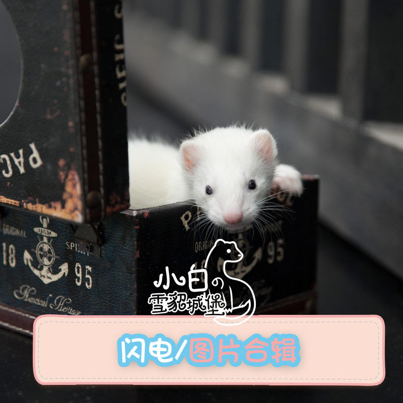 热销另类宠物活体_[闪电色]小白雪貂城堡安哥鲁宠物貂活体幼崽安格鲁