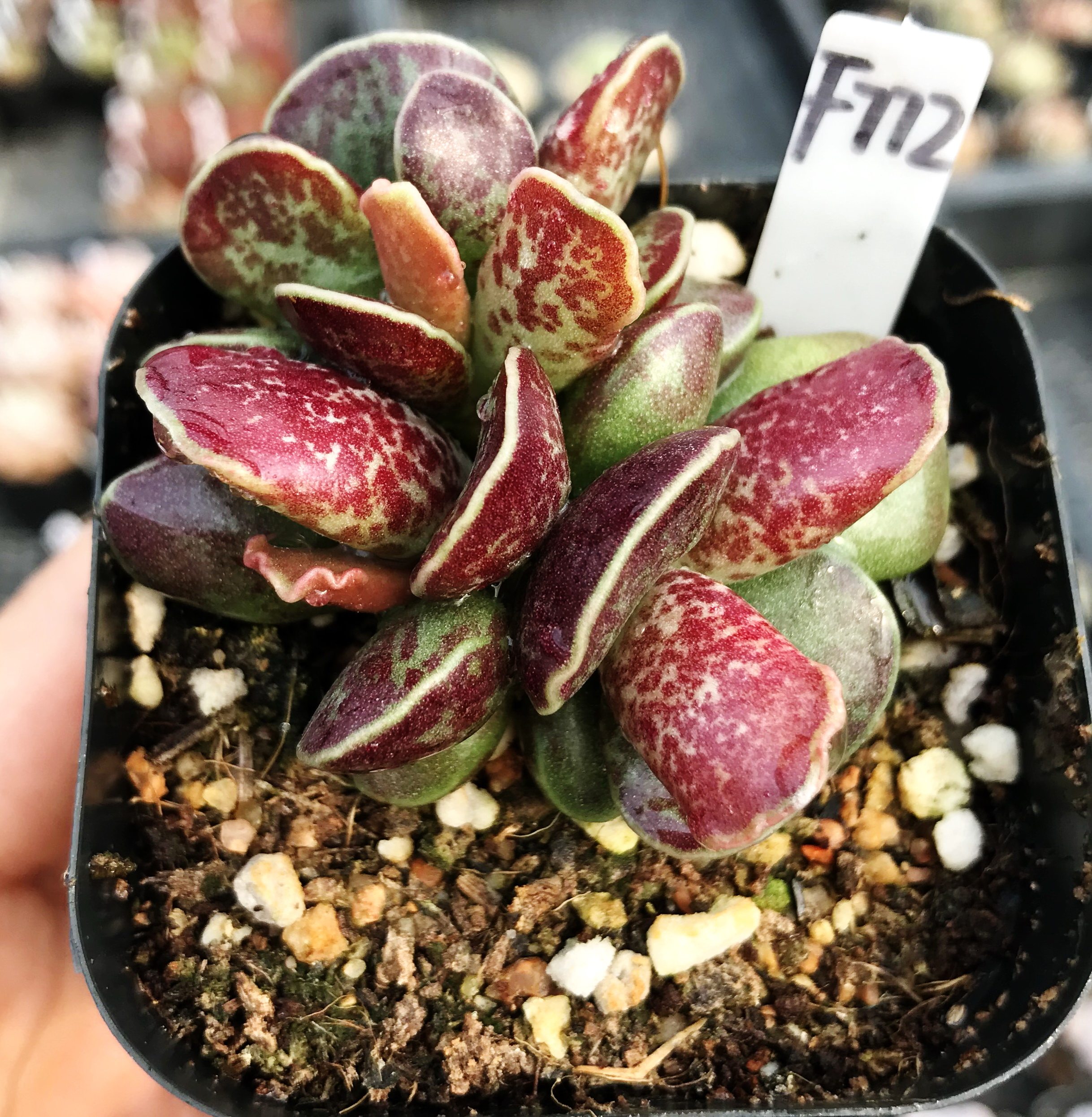 水泡多肉大额优惠券