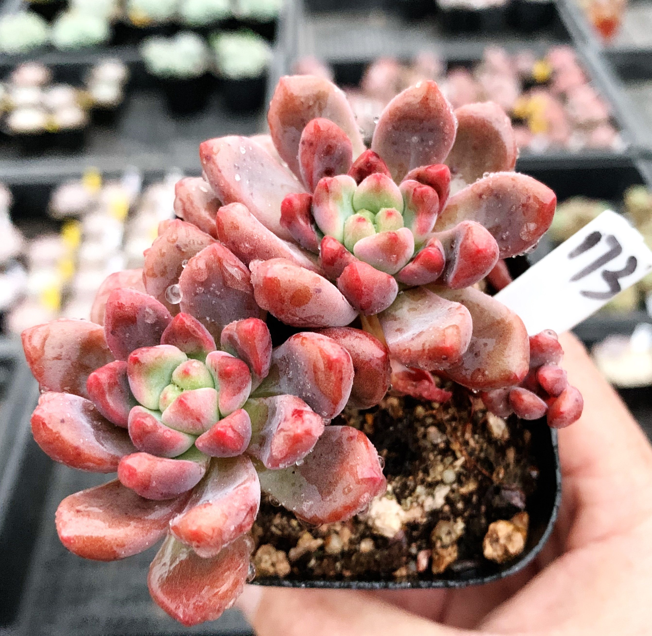 一折香奈儿58号_多肉植物 多肉 香奈儿 6.