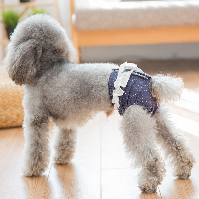 狗狗来例假,这几点你可一定要注意