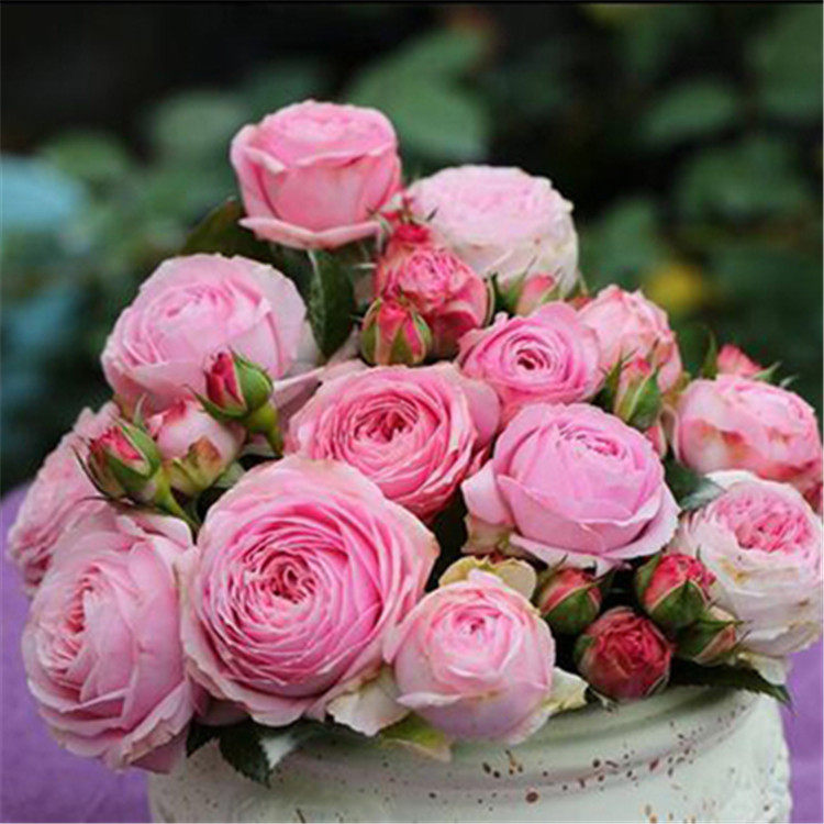 爱种花的王大爷 伊芙月季系列福利混苗花园庭院