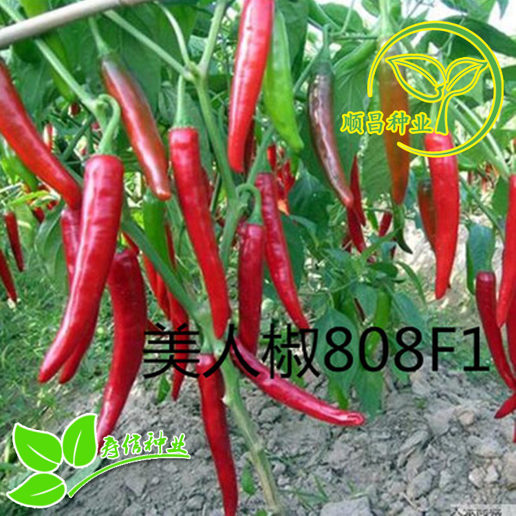 高产傲雪红丰美人椒种子傲雪红艳美人椒种子美人椒808f1辣椒种子