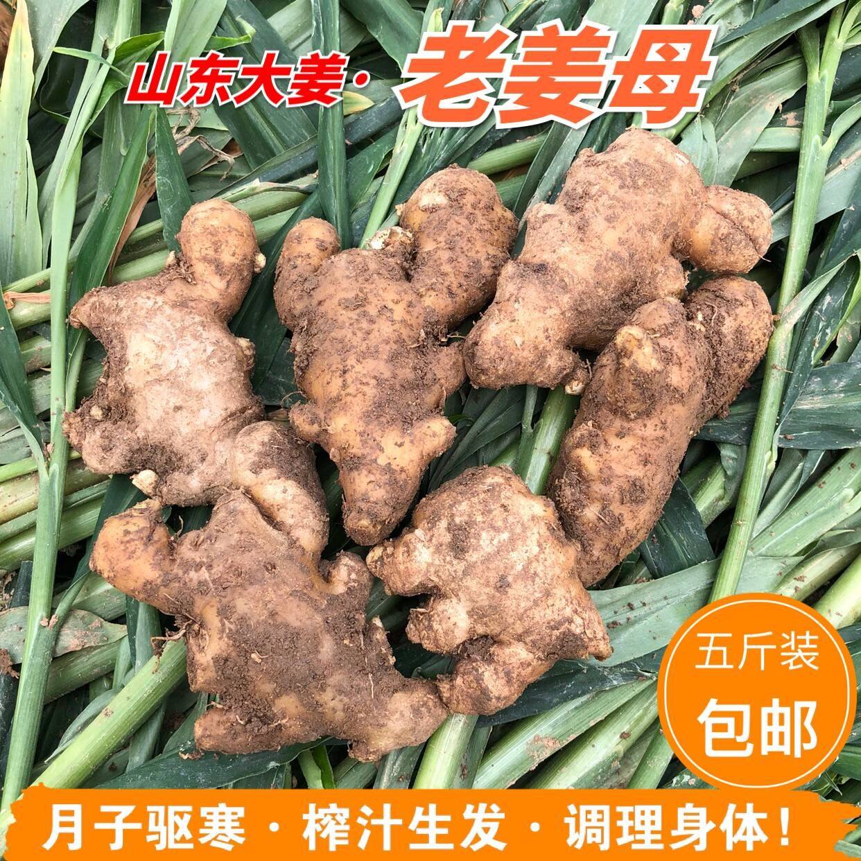 一折老生姜_山东大姜 老姜母生姜月子姜 农家现挖老生姜老姜新鲜老姜5