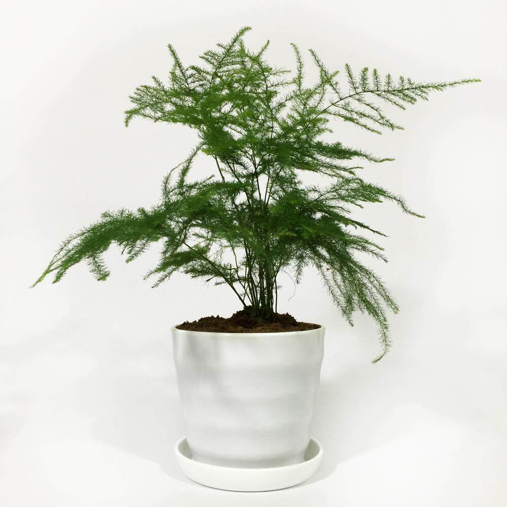 花卉盆栽春季客厅办公室内桌面绿植防辐射植物文竹花草迷你小盆景