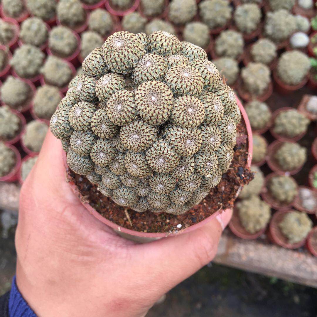橙宝山仙人球盆栽无刺城堡山防辐射群生多头仙人掌累植物开花肉肉
