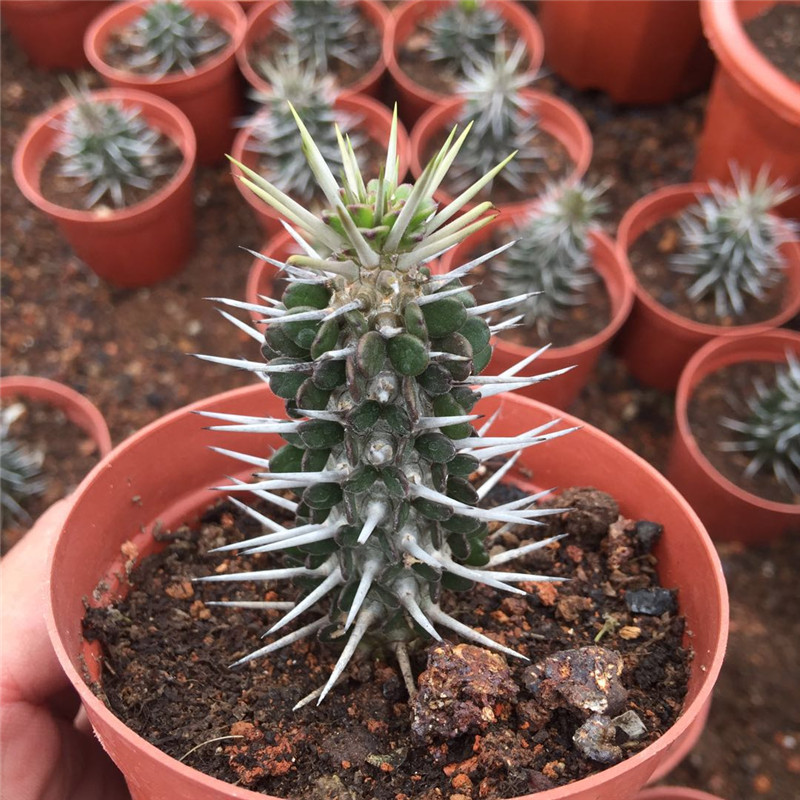 稀有仙人掌_地狱魔针多肉植物仙人掌带刺龙树科亚龙木属稀有花卉室内