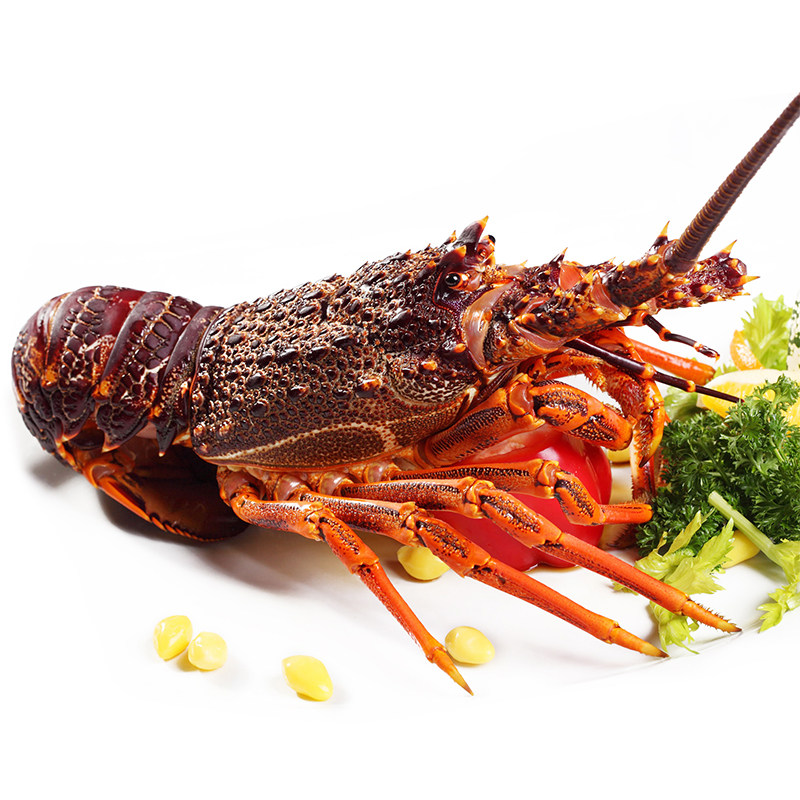 澳龙大龙虾 鲜活_【广州鲜活配送】澳洲进口大龙虾 澳龙 高档海鲜