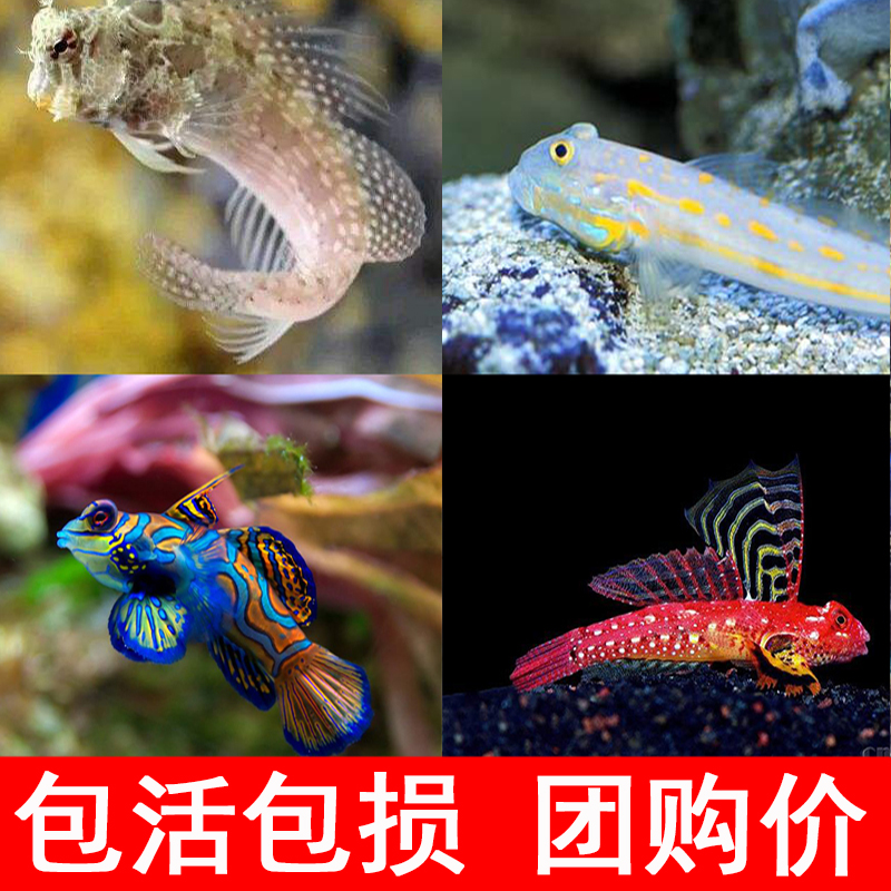 钻石哨兵蓝点虾虎鱼西瓜刨五彩青蛙四驱车鱼金翅火麒麟翻砂小丑鱼