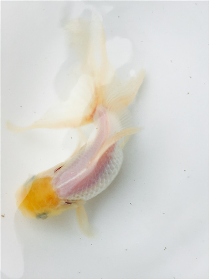 鱼活体 冷水 水族_活体金鱼观赏鱼纯白泰狮菠萝头淡水冷水宠物鱼水族