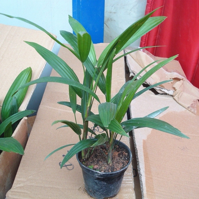 家居家饰金山棕室内绿植棕竹盆栽细叶棕竹金山棕竹观音竹净化空气