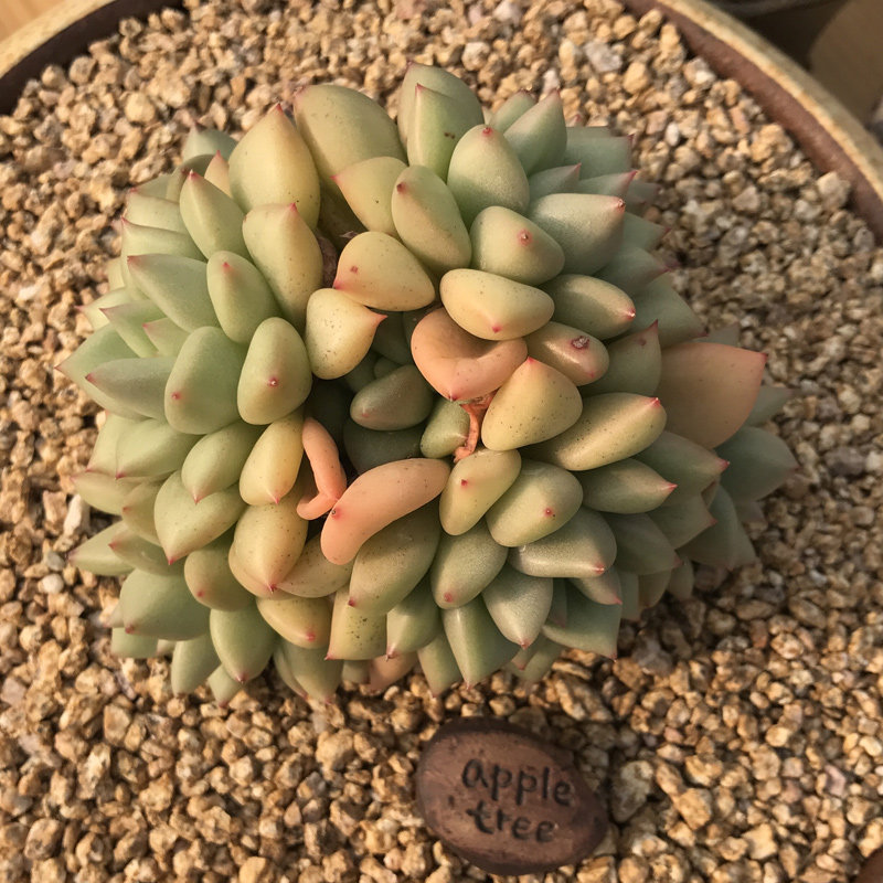 翌多肉精品象牙群生 静养多肉植物肉肉一物一拍