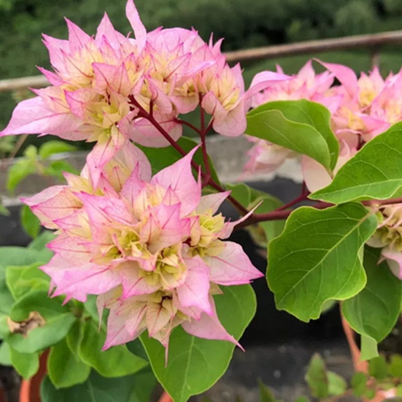 热销三角梅_怡锦三角梅 重瓣绿樱 白里透红庭院植物 花卉广州发货优惠