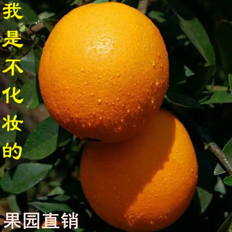 夏橙脐橙十斤包邮 新鲜秭归脐橙子水果孕妇纯