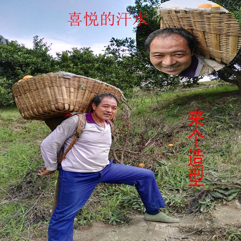 夏橙脐橙十斤包邮 新鲜秭归脐橙子水果孕妇纯