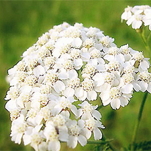 奈洛莉 15年超浓定制 有机西洋蓍草纯露 250ml