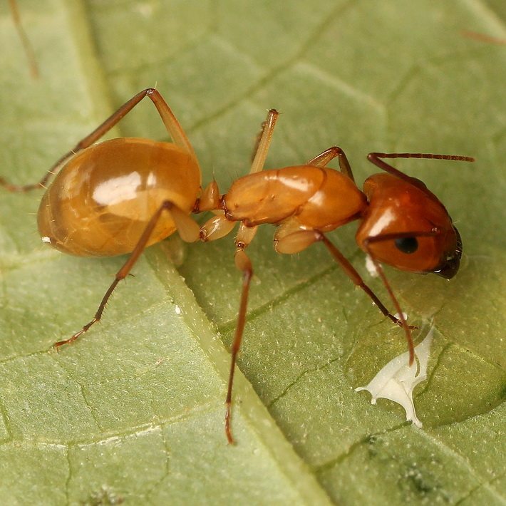 蚂蚁牧场 全黄土耳其弓背蚁c. turcestanus 宠物蚂蚁活体 蚁后群