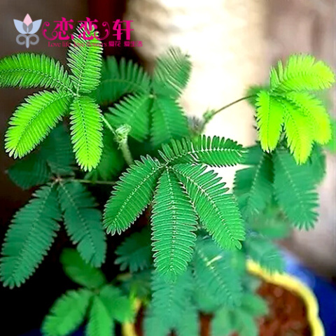 含羞草种子 害羞草 多年生趣味植物 耐半阴阳台室内盆栽绿植种籽