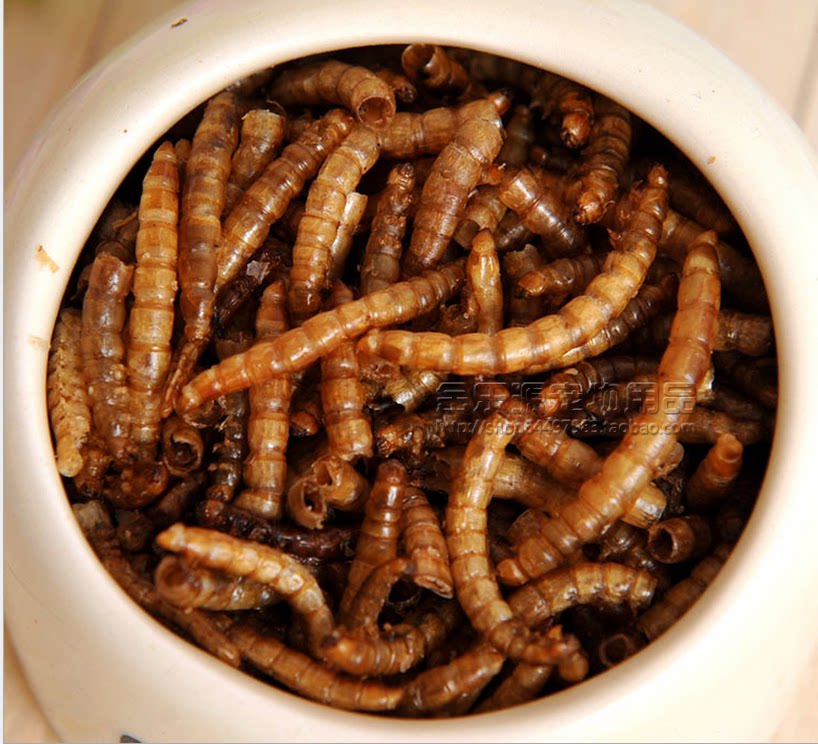 龙猫粮_仓鼠零食龙猫豚鼠黄粉虫 仓鼠粮龙鱼饲料面包虫干面包虫干/50g
