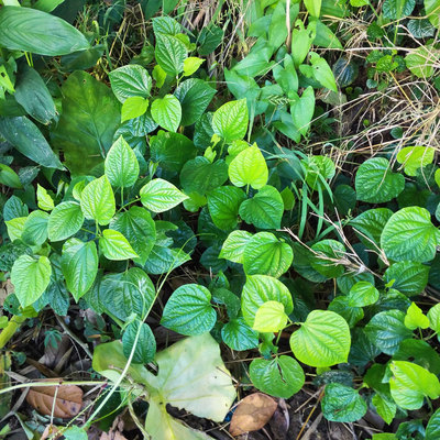 新鲜蛤蒌叶假蒟假蒌野生青蒌叶马蹄蒌毕拔子猪拔菜蛤蝼叶250g
