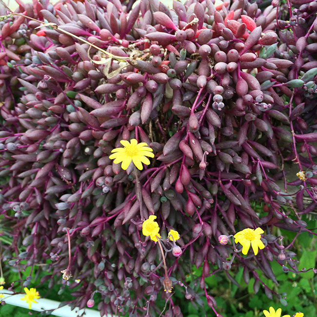 紫玄月群生多肉植物上帝的彩色板大连多肉大棚自产自销