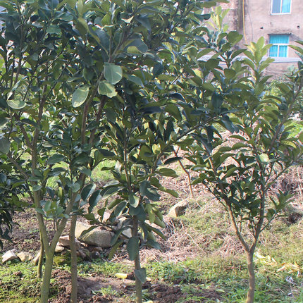 台湾广柑树苗 橙子苗 嫁接脐橙树苗 盆栽果树苗 南方种植当年结果_7折
