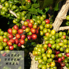 【巴西黄波旁精品庄园咖啡豆】最新最全巴西黄波旁精品庄园咖啡豆搭配优惠_一淘网