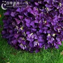 【红叶幸运草种子】_红叶幸运草种子图片