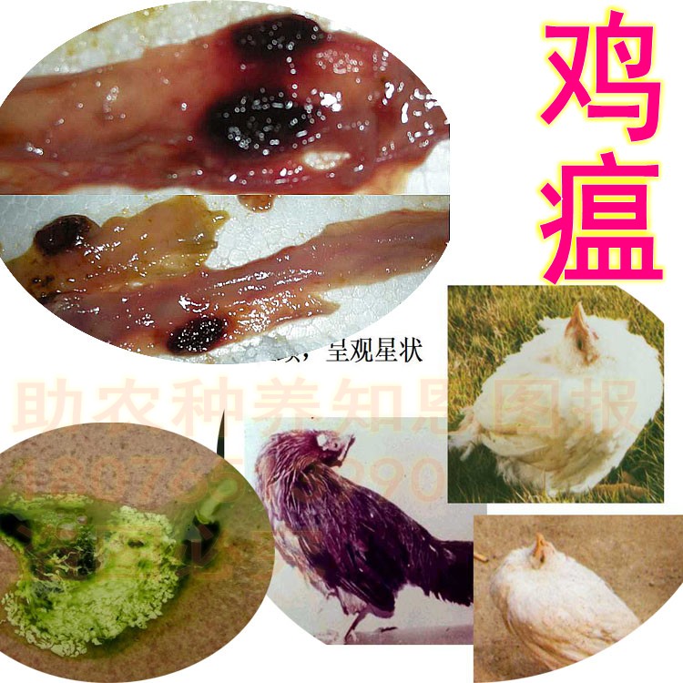 鸡新城疫鸡瘟的防治方法药物鹅黏病毒鹌鹑火鸡病毒病拉绿便流感病