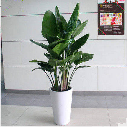 特价大盆栽花卉植物客厅 室内 大型