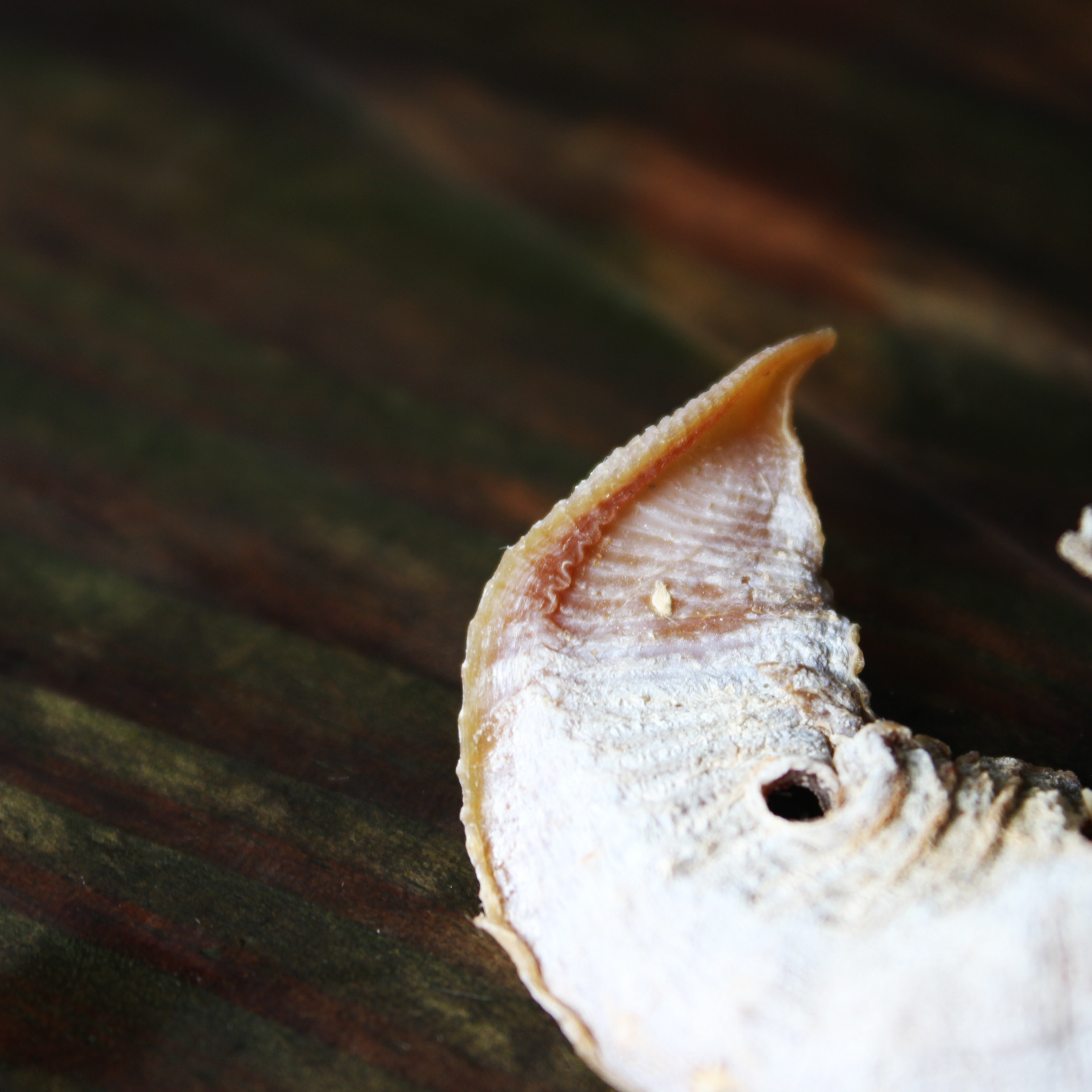 浔隐山|马蹄笋 野生笋制 笋干嫩笋尖 农家自制干货 蔬菜200g装