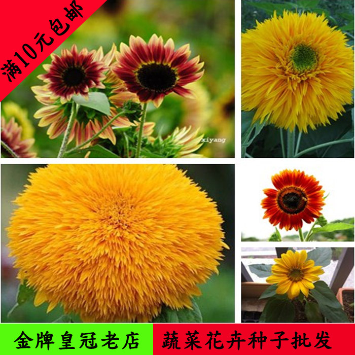 太阳花花卉种子彩虹向日葵红向日葵 阳台庭院盆栽多种观赏向日葵