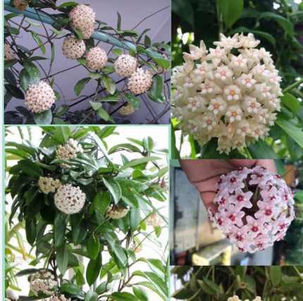 球兰吊兰长叶球兰净化空气除甲醛花卉常绿植物藤蔓盆栽四季好养_7折