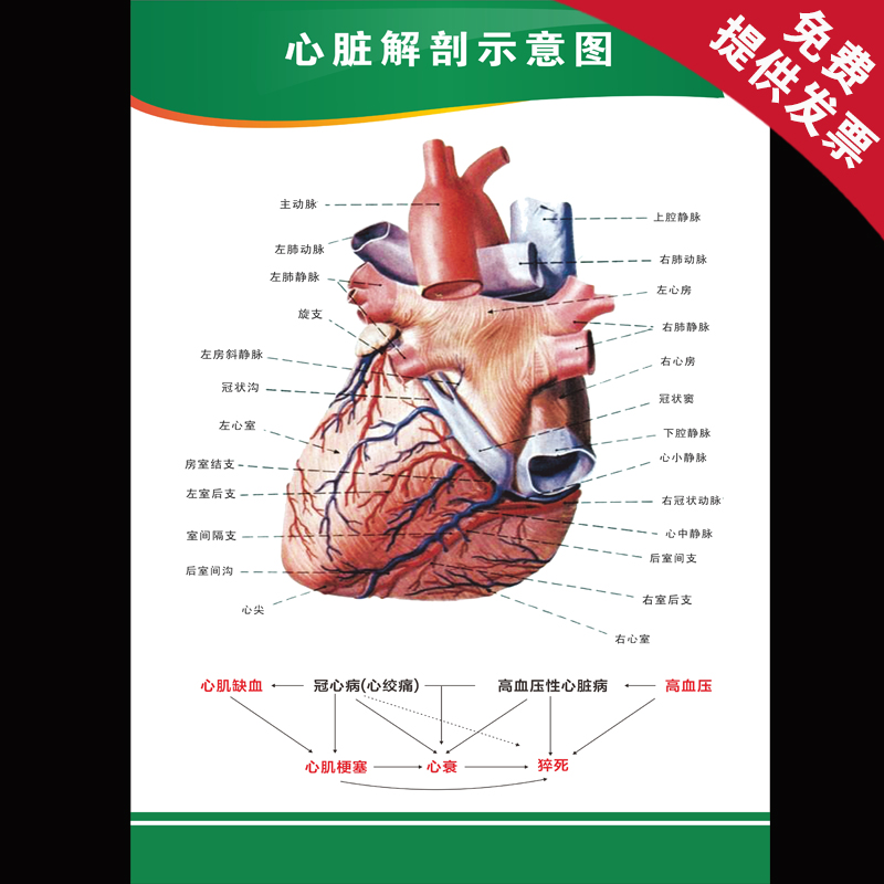 医院科室装饰墙贴海报 心脏解剖示意图 心脑血管知识教学宣传展板
