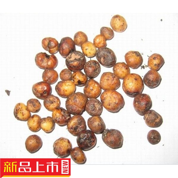 2020野生新货新鲜地下明珠落地珍珠铁秤锤土地子一粒金丹陈伤子