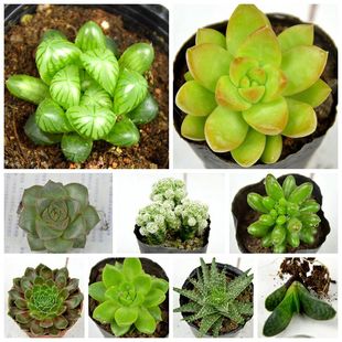 白鸟多肉植物大和玉露青丽黄丽锦虹之玉年级红牡丹发货精选一白鸟下图片