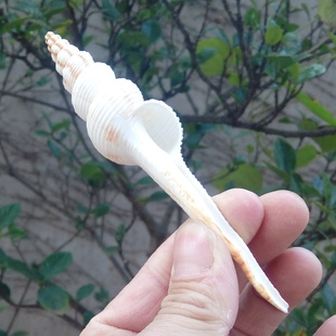 天然海螺贝壳白长旋螺 白长号螺 鱼缸水族造景装饰 佛教祭祀用品