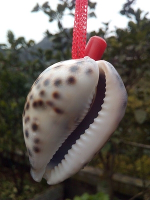 超大虎斑螺口哨 贝壳花纹贝 天然海螺听大海的声音贝壳海螺工艺品