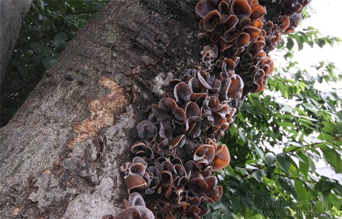 广西木耳野生毛背特产秋木耳鸡胸地方200克一份包邮三干货叉什么山货卖图片