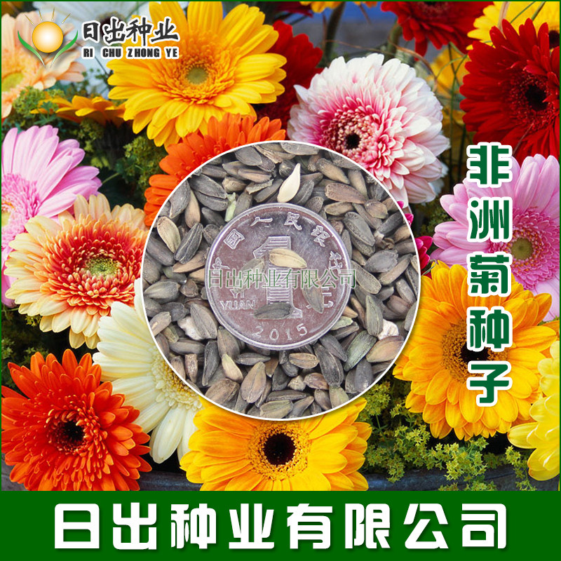 特价非洲小孩喊_进口非洲菊种子 扶郎花 菊花种子四季播易种盆栽绿化