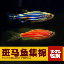 【小型热带鱼活体】最新最全小型热带鱼活体搭