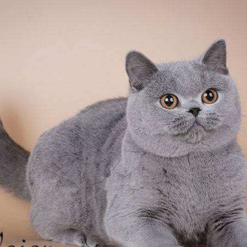 一折蓝猫_上海纯种蓝猫活体猫咪幼崽|金银渐层|实体宠物猫舍店本市